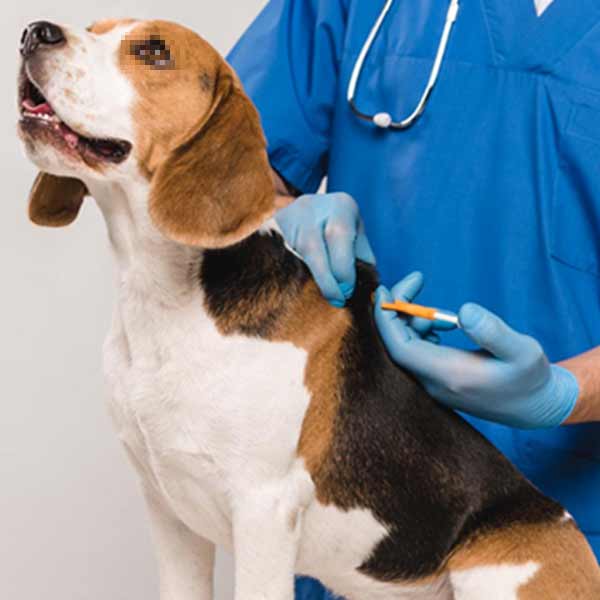 SHOULD DOGS/CATS GET MICROCHIP IMPLANTED?